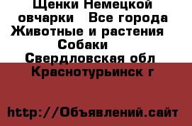 Щенки Немецкой овчарки - Все города Животные и растения » Собаки   . Свердловская обл.,Краснотурьинск г.